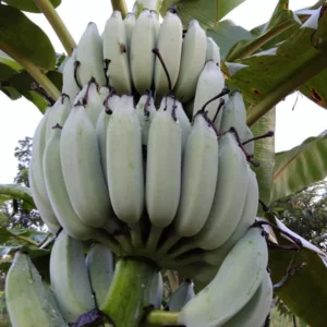 Banana Plant, Blue Bananas Tree, Ice Cream Banana Tree Live Plant, Live Ice Cream Banana Plant From 4 Inches Height No Pot