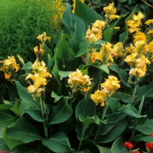 3 Dwarf Canna Lily Plants, Mixed Canna Lily Plants Live, Canna Lily Flowering Plants No Pot For Planting Outdoor