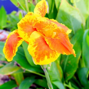 3 Dwarf Canna Lily Plants, Mixed Canna Lily Plants Live, Canna Lily Flowering Plants No Pot For Planting Outdoor