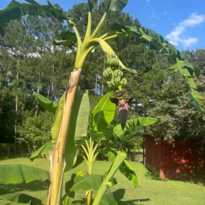 Banana Tree, Banana Tree Live Plant, Ice Cream Banana Plant Live, Ice Cream Banana Tree From 4 To 6 Inches Tall Bareroot