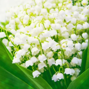 10 Lily Of The Valley Bulbs, Lily Of The Valley Flowers Bulbs, Flower Bulbs