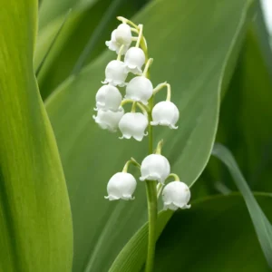 10 Lily Of The Valley Bulbs, Lily Of The Valley Flowers Bulbs, Flower Bulbs