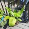 Banana Plant, Blue Bananas Tree, Ice Cream Banana Tree Live Plant, Live Ice Cream Banana Plant From 4 Inches Height No Pot