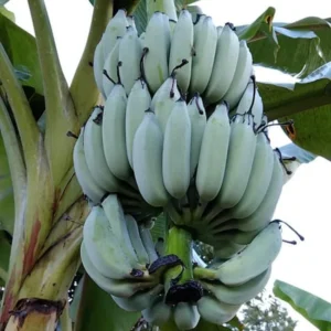 Banana Tree, Banana Tree Live Plant, Ice Cream Banana Plant Live, Ice Cream Banana Tree From 4 To 6 Inches Tall Bareroot