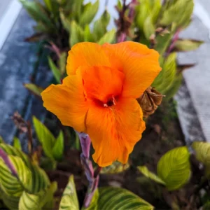 3 Dwarf Canna Lily Plants, Mixed Canna Lily Plants Live, Canna Lily Flowering Plants No Pot For Planting Outdoor