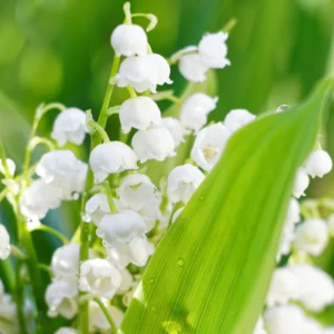 10 Lily Of The Valley Bulbs, Lily Of The Valley Bulbs For Planting, Lily Of The Valley Bare Roots