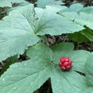 10 Goldenseal Roots For Planting, Goldenseal Plant Bare Roots