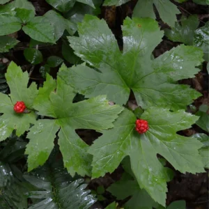 10 Goldenseal Roots For Planting, Goldenseal Plant Bare Roots