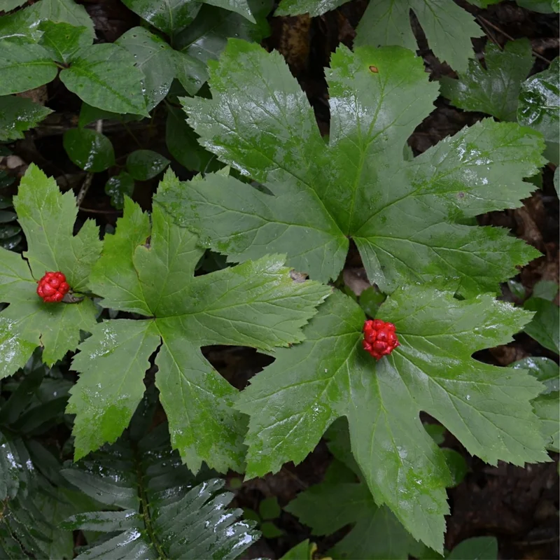 10 Goldenseal Roots For Planting, Goldenseal Plant Bare Roots
