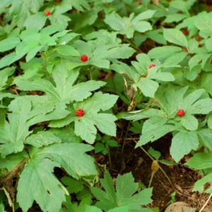10 Goldenseal Roots For Planting, Goldenseal Plant Bare Roots