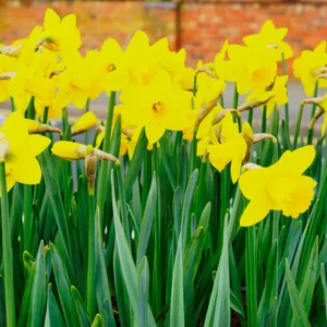25 Daffodil Bulbs, Yellow Daffodils Flower Bulbs, Perennial Flower Bulbs