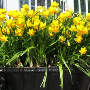 25 Daffodil Bulbs, Yellow Daffodils Flower Bulbs, Perennial Flower Bulbs