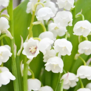 10 Lily Of The Valley Bulbs, Lily Of The Valley Bulbs For Planting, Lily Of The Valley Bare Roots