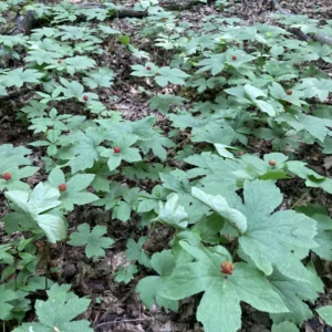 5 Goldenseal Roots, Goldenseal Roots To Plants, Bare Roots Herbs Goldenseal Plants