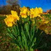 50 Daffodils Flowers Bulbs, Yellow Daffodil Bulbs For Planting, Flower Bulbs