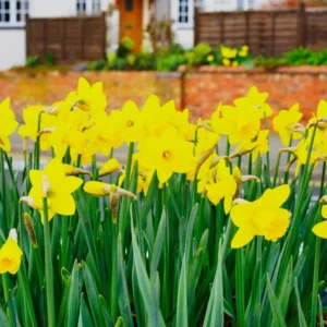 50 Daffodils Flowers Bulbs, Yellow Daffodil Bulbs For Planting, Flower Bulbs
