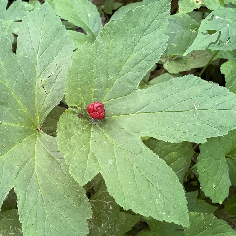10 Goldenseal Roots For Planting, Goldenseal Plant Bare Roots