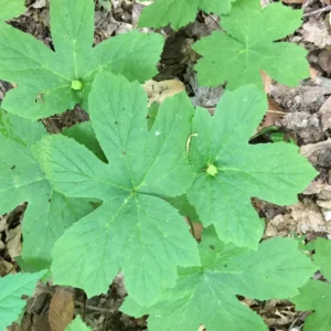 5 Goldenseal Roots, Goldenseal Roots To Plants, Bare Roots Herbs Goldenseal Plants