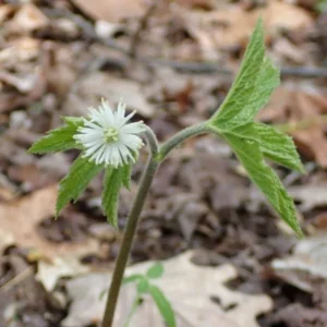 10 Goldenseal Roots For Planting, Goldenseal Plant Bare Roots