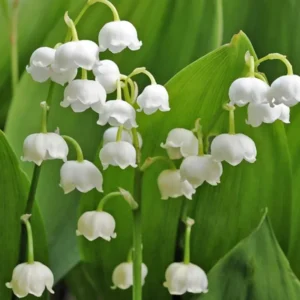 10 Lily Of The Valley Bulbs, Lily Of The Valley Bulbs For Planting, Lily Of The Valley Bare Roots