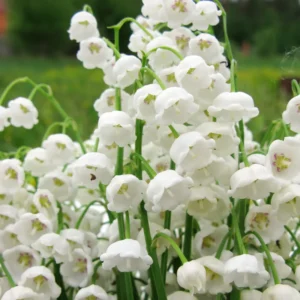 10 Lily Of The Valley Bulbs, Lily Of The Valley Bulbs For Planting, Lily Of The Valley Bare Roots