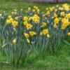 25 Daffodil Bulbs, Yellow Daffodils Flower Bulbs, Perennial Flower Bulbs