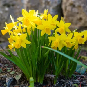 25 Daffodil Bulbs, Yellow Daffodils Flower Bulbs, Perennial Flower Bulbs