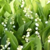 10 Lily Of The Valley Bulbs, Lily Of The Valley Bulbs For Planting, Lily Of The Valley Bare Roots