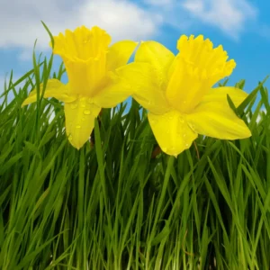 25 Daffodil Bulbs, Yellow Daffodils Flower Bulbs, Perennial Flower Bulbs