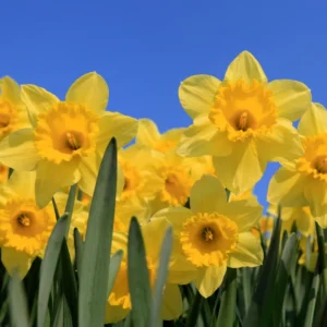 25 Daffodil Bulbs, Yellow Daffodils Flower Bulbs, Perennial Flower Bulbs