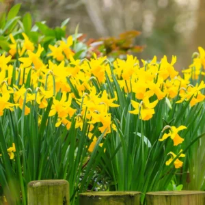 50 Daffodils Flowers Bulbs, Yellow Daffodil Bulbs For Planting, Flower Bulbs