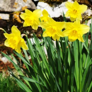 25 Daffodil Bulbs, Yellow Daffodils Flower Bulbs, Perennial Flower Bulbs