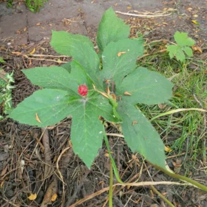 5 Goldenseal Roots, Goldenseal Roots To Plants, Bare Roots Herbs Goldenseal Plants