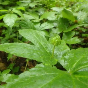 5 Goldenseal Roots, Goldenseal Roots To Plants, Bare Roots Herbs Goldenseal Plants