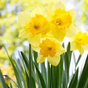 50 Daffodils Flowers Bulbs, Yellow Daffodil Bulbs For Planting, Flower Bulbs