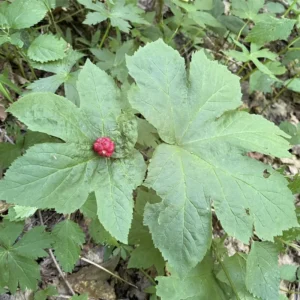 5 Goldenseal Roots, Goldenseal Roots To Plants, Bare Roots Herbs Goldenseal Plants