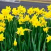 100 Daffodil Bulbs Bulk, Daffodil Bulbs For Fall Planting, Flowering Bulbs