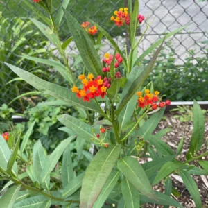 Tropical Milkweed Plants, 2 Yellow Red Milkweed Flower Plants Live, Multi Color Milkweed Plants