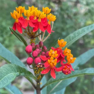 Tropical Milkweed Plants, 2 Yellow Red Milkweed Flower Plants Live, Multi Color Milkweed Plants