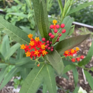 Tropical Milkweed Plants, 2 Yellow Red Milkweed Flower Plants Live, Multi Color Milkweed Plants