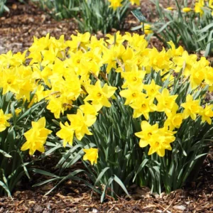 100 Daffodil Bulbs Bulk, Daffodil Bulbs For Fall Planting, Flowering Bulbs