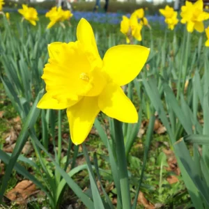 100 Daffodil Bulbs Bulk, Daffodil Bulbs For Fall Planting, Flowering Bulbs