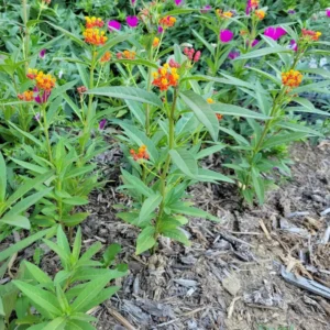 Tropical Milkweed Plants, 2 Yellow Red Milkweed Flower Plants Live, Multi Color Milkweed Plants
