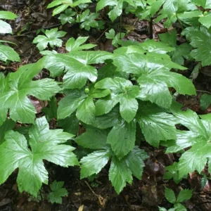 5 Goldenseal Roots, Goldenseal Roots To Plants, Bare Roots Herbs Goldenseal Plants