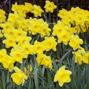 100 Daffodil Bulbs Bulk, Daffodil Bulbs For Fall Planting, Flowering Bulbs