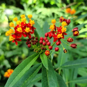 Tropical Milkweed Plants, 2 Yellow Red Milkweed Flower Plants Live, Multi Color Milkweed Plants