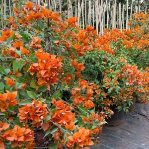 Bougainvillea Plants Live, Pack 2 Bougainvillea Plants From 5 Inches Tall No Pot, Live Ornamental Flower Plants For Outdoor Planting