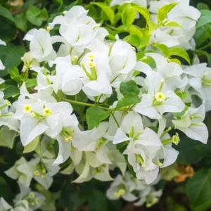 Bougainvillea Plants Live, Pack 2 Bougainvillea Plants From 5 Inches Tall No Pot, Live Ornamental Flower Plants For Outdoor Planting