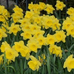 100 Daffodil Bulbs Bulk, Daffodil Bulbs For Fall Planting, Flowering Bulbs