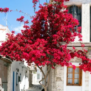 Bougainvillea Plants Live, Pack 2 Bougainvillea Plants From 5 Inches Tall No Pot, Live Ornamental Flower Plants For Outdoor Planting